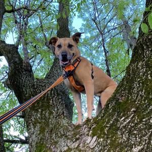 Meet your Posher, Dawn